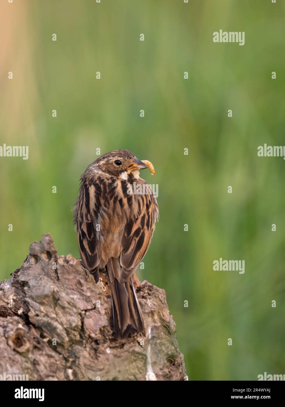 A juvenile Reed Bunting, (Emberiza schoeniclus), with a mealworm in it's beak and perched on a log amongst long grass Stock Photo