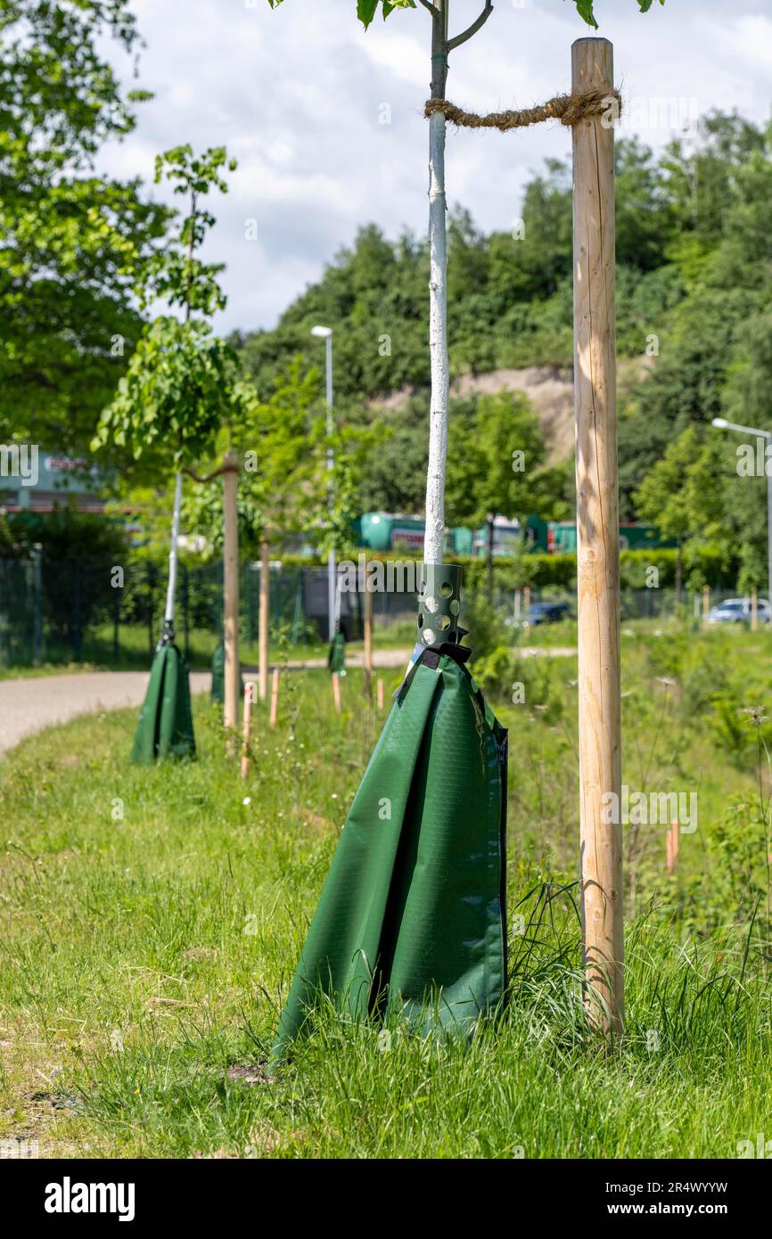 Irrigation system for trees, irrigation bags, slowly release the contents of the water bag to the trees, directly to the roots, here on the Boye, stre Stock Photo