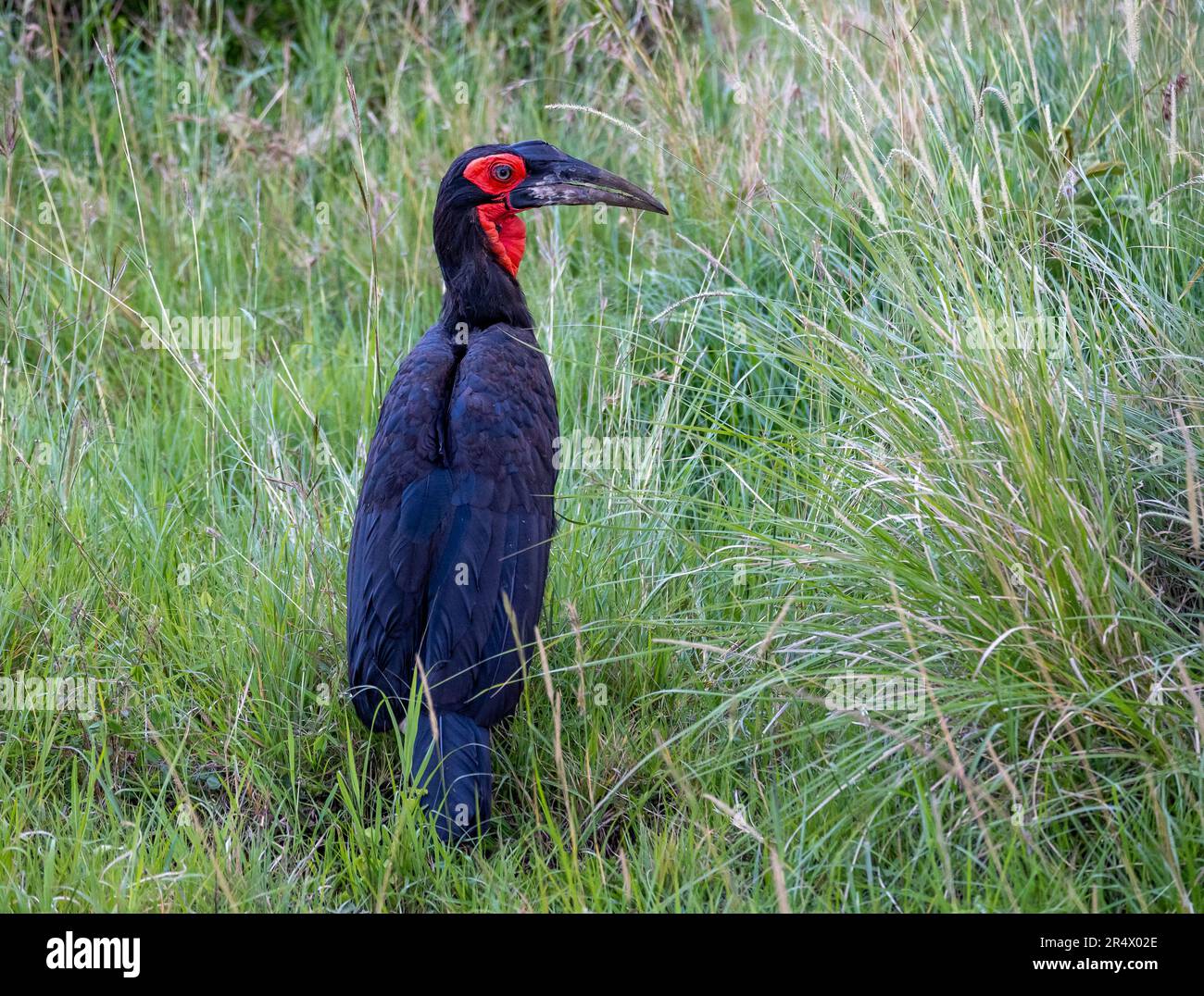 A Southern Ground-Hornbill (Bucorvus leadbeateri) standing in tall grass. Maasai Mara National Park, Kenya, Africa. Stock Photo