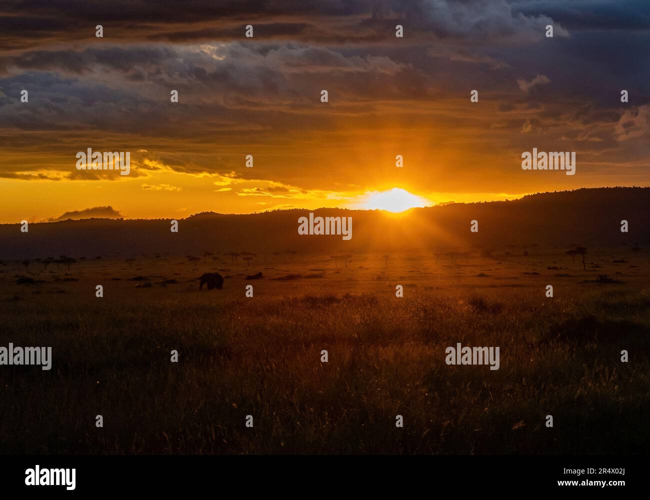 Beautiful sunset over the grassland of Maasai Mara National Park, Kenya, Africa. Stock Photo