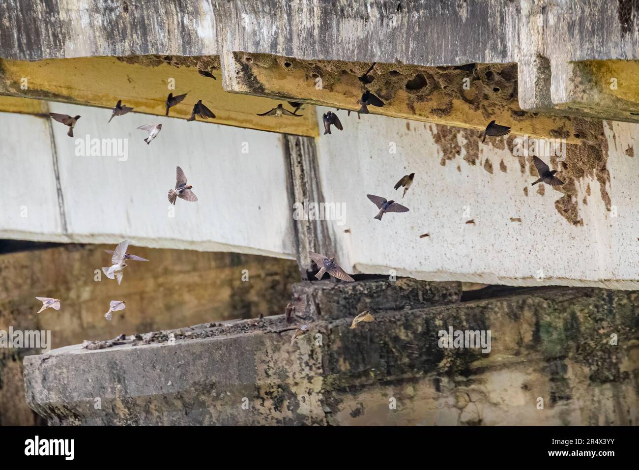 Swift entering its nests under a bridge Stock Photo Alamy