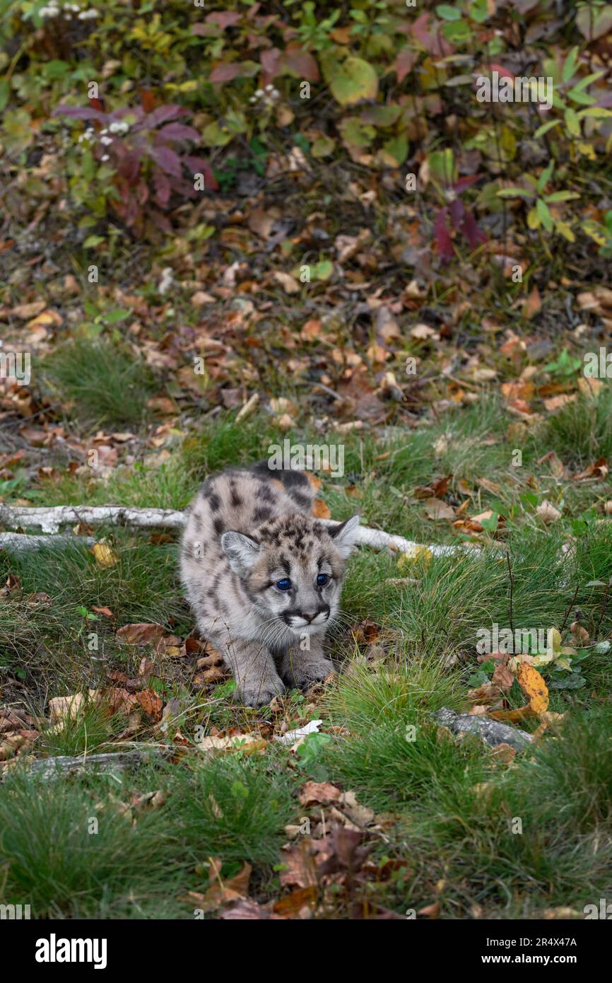 Cougar Kitten (Puma concolor) Crouches in Grass at Bottom of Hill Autumn - captive animal Stock Photo