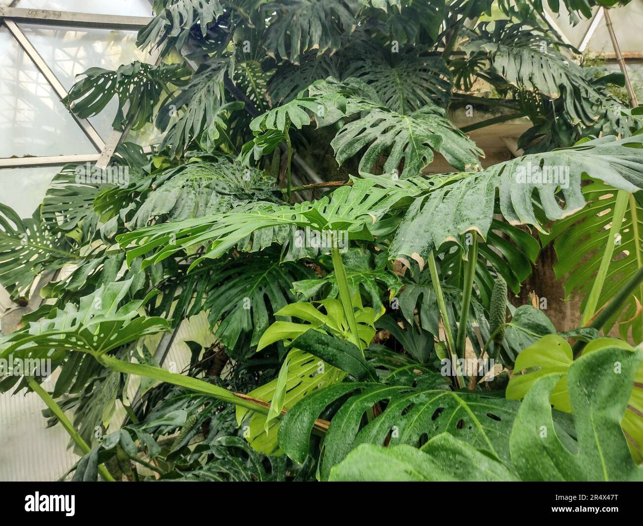 Swiss cheese plants at the botanical garden. Monstera deliciosa plant