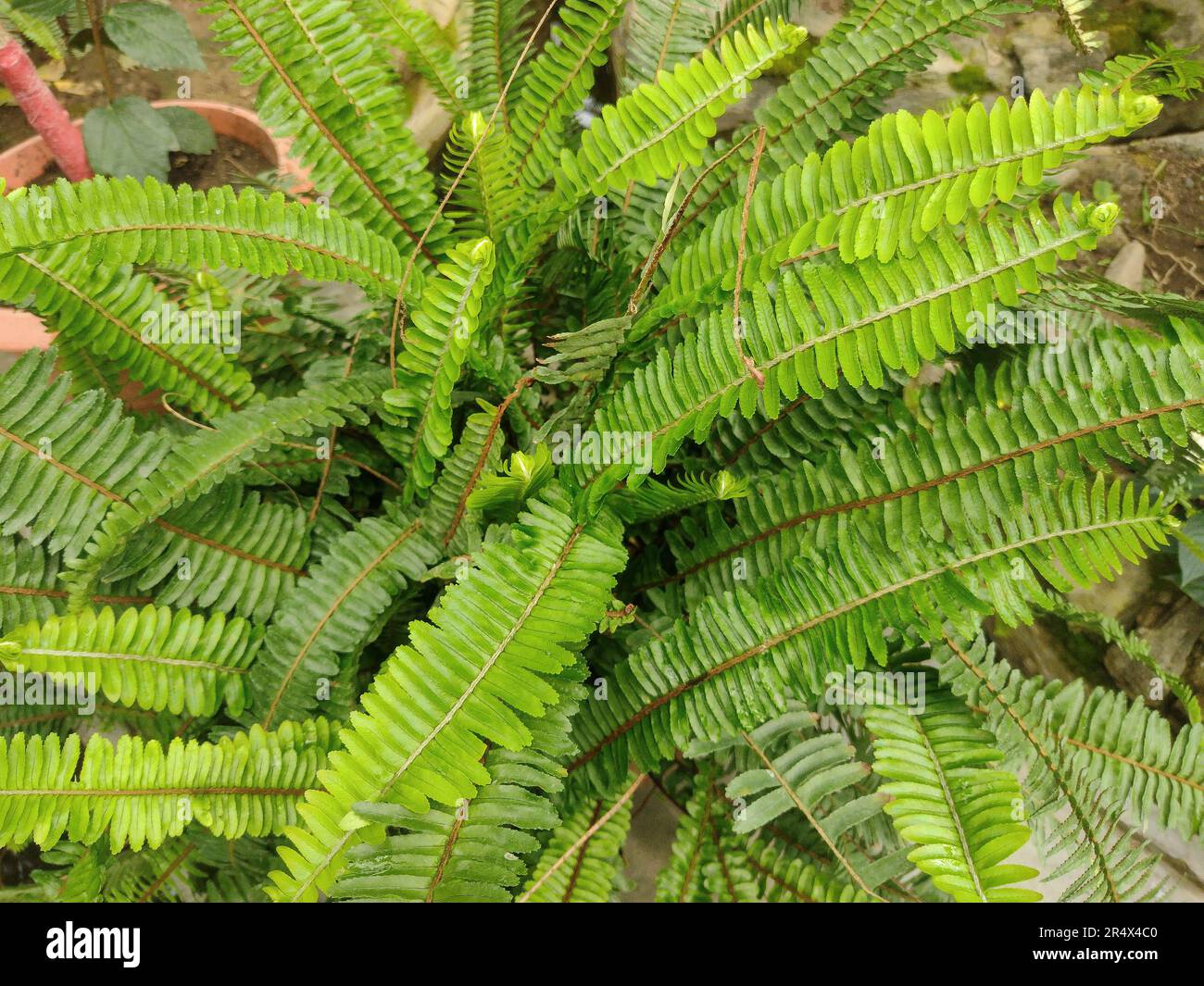 Nephrolepis cordifolia plant at the botanical garden Stock Photo