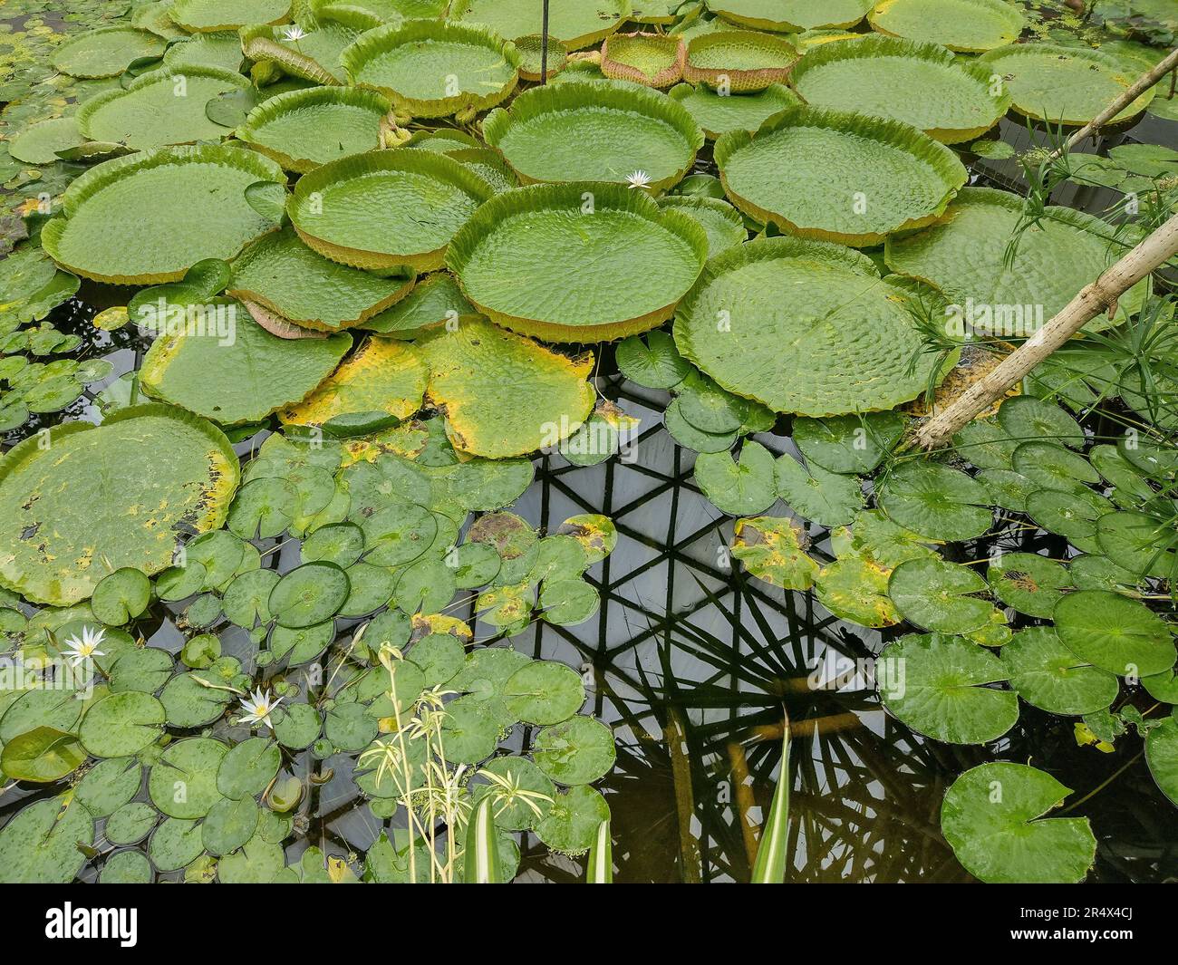 Water lilies from the Amazon River. Amazonian victory Stock Photo - Alamy