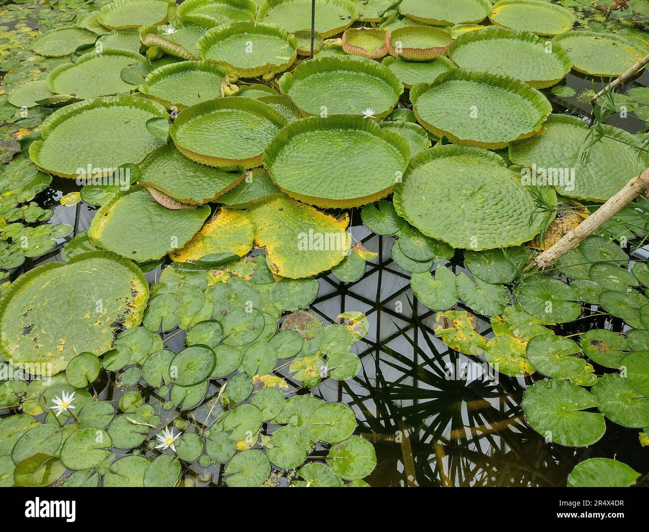Water lilies from the Amazon River. Amazonian victory Stock Photo - Alamy