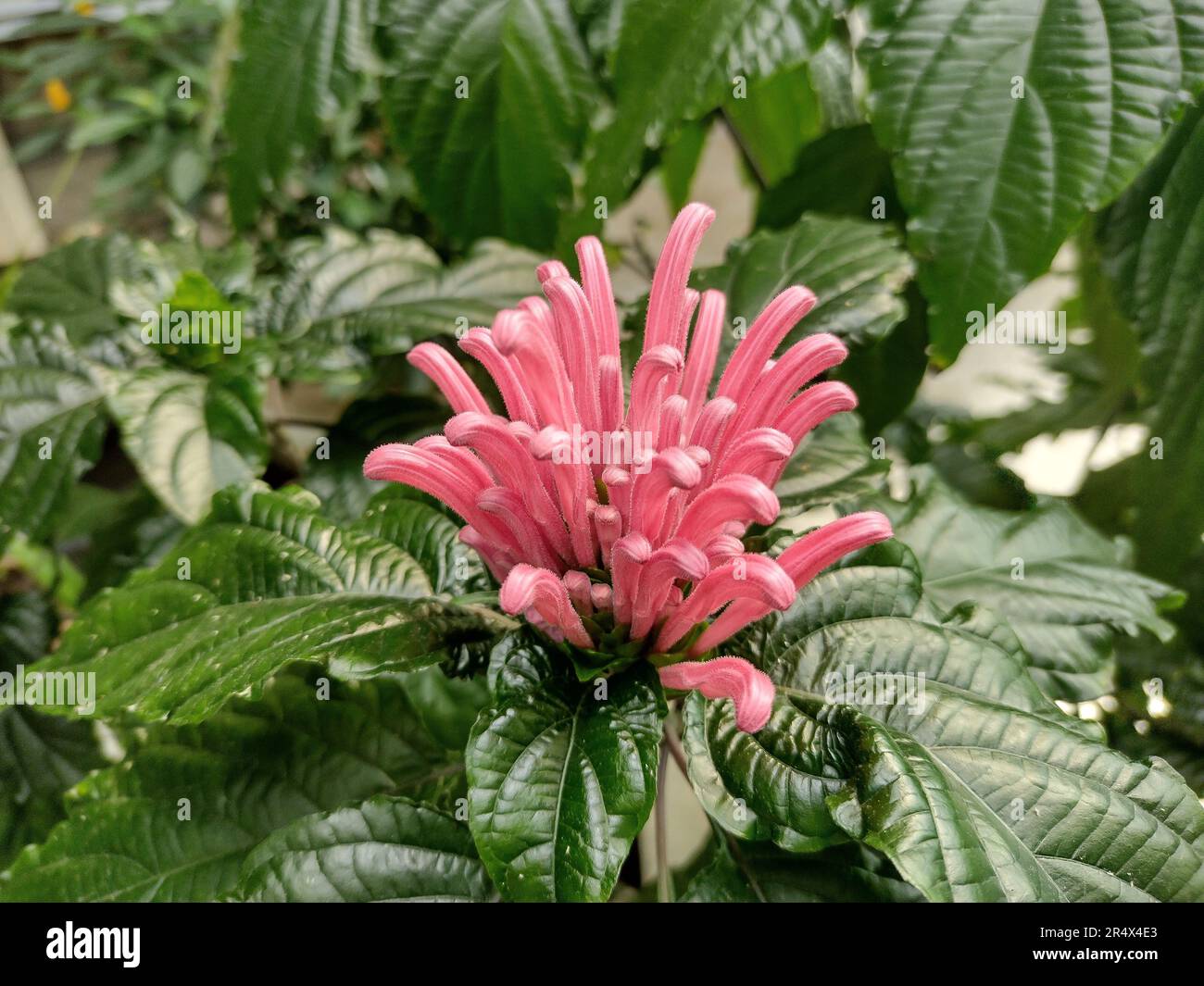 Justicia carnea flower at the botanical garden Stock Photo
