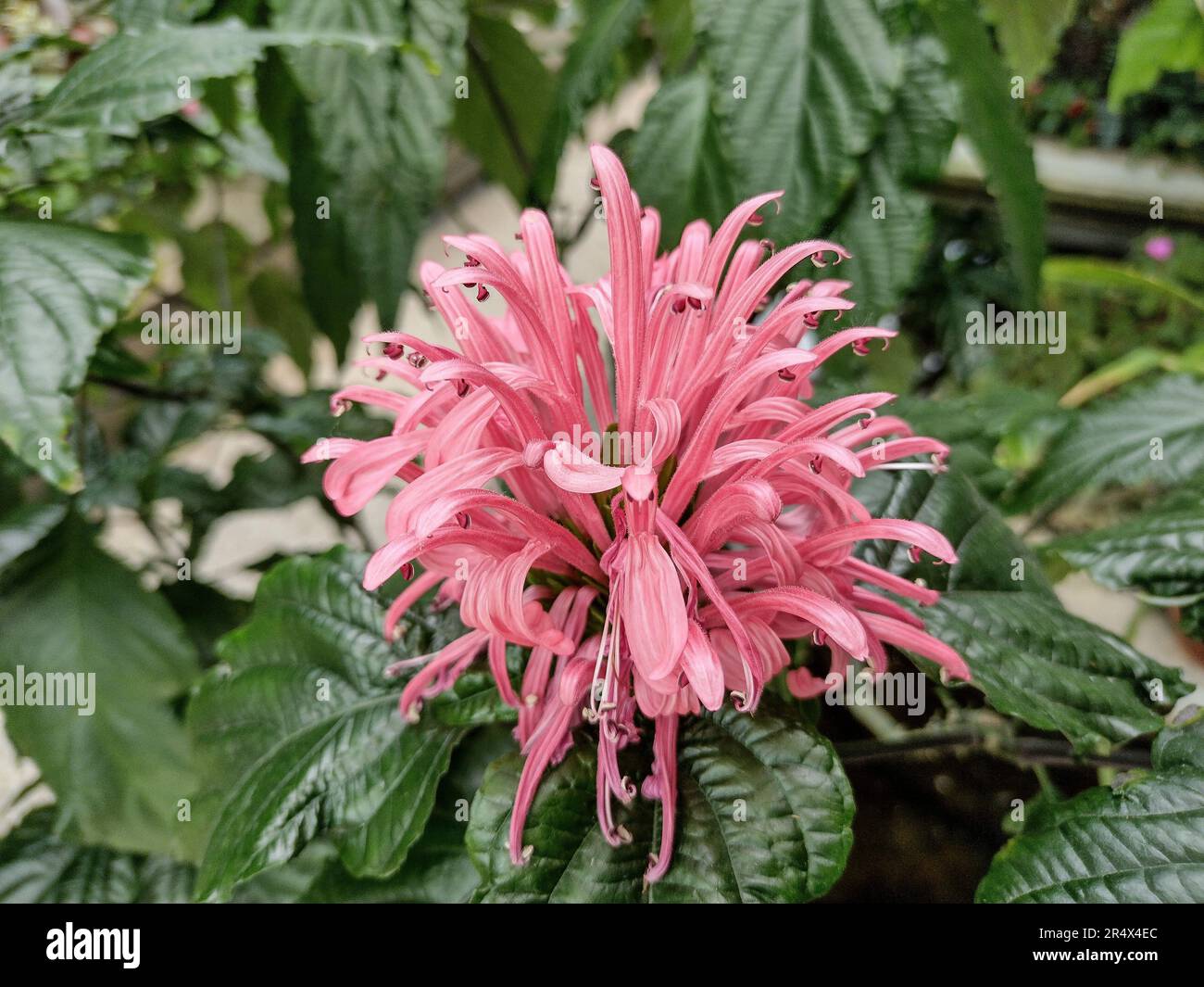 Justicia carnea flower at the botanical garden Stock Photo