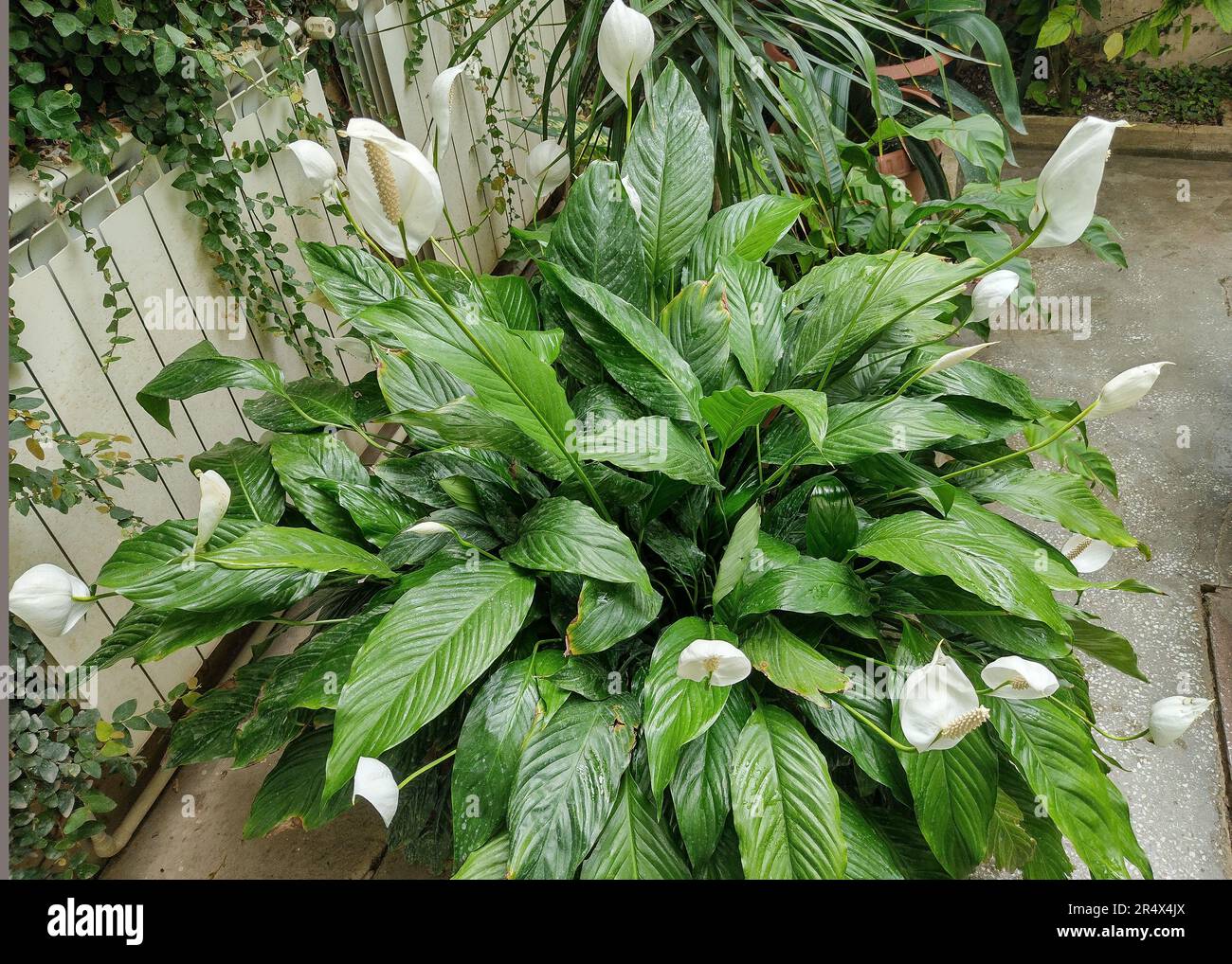 Peace lily plant with flowers. Spathiphyllum plant Stock Photo Alamy