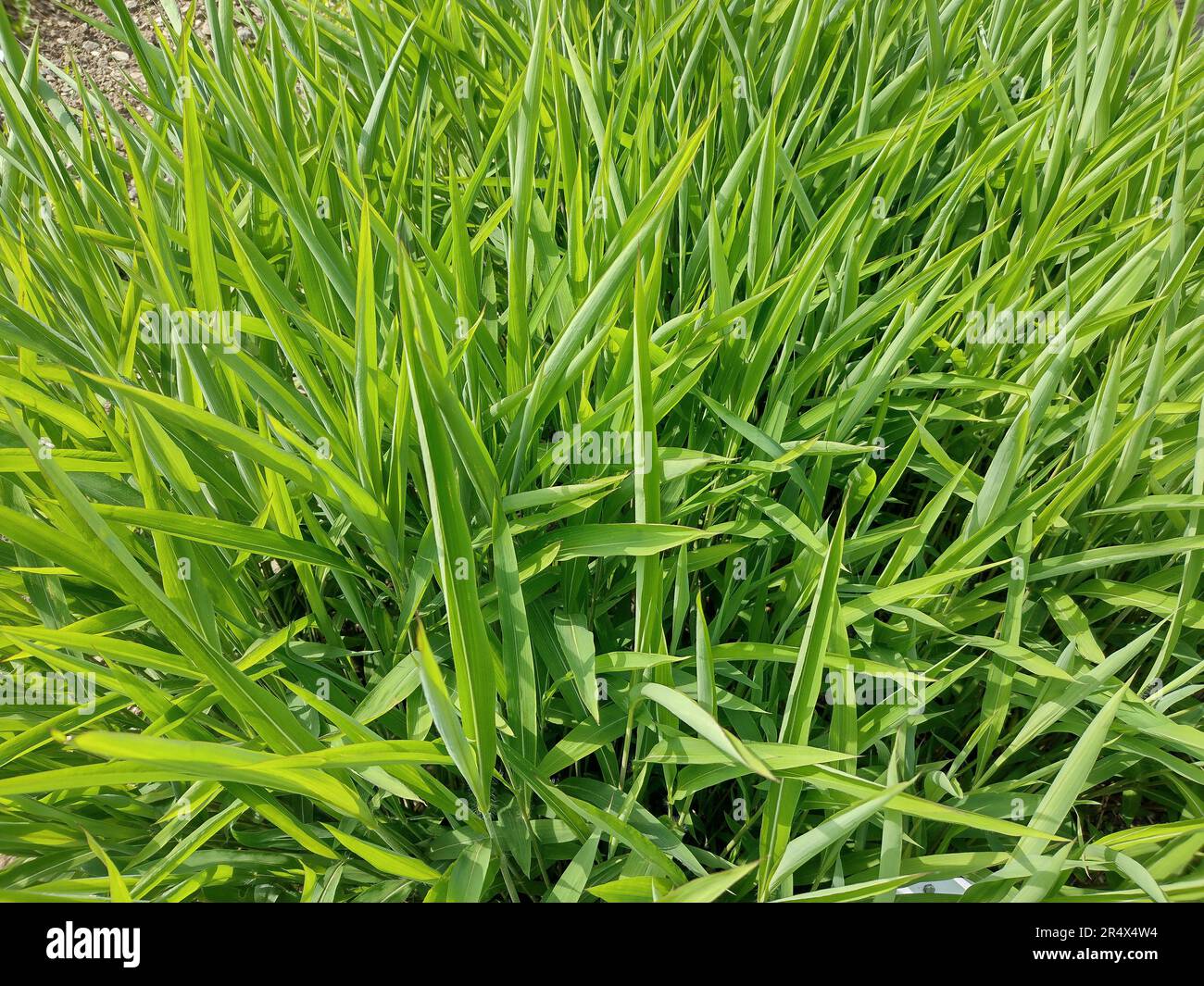 Green frost grass. Spodiopogon sibiricus Stock Photo