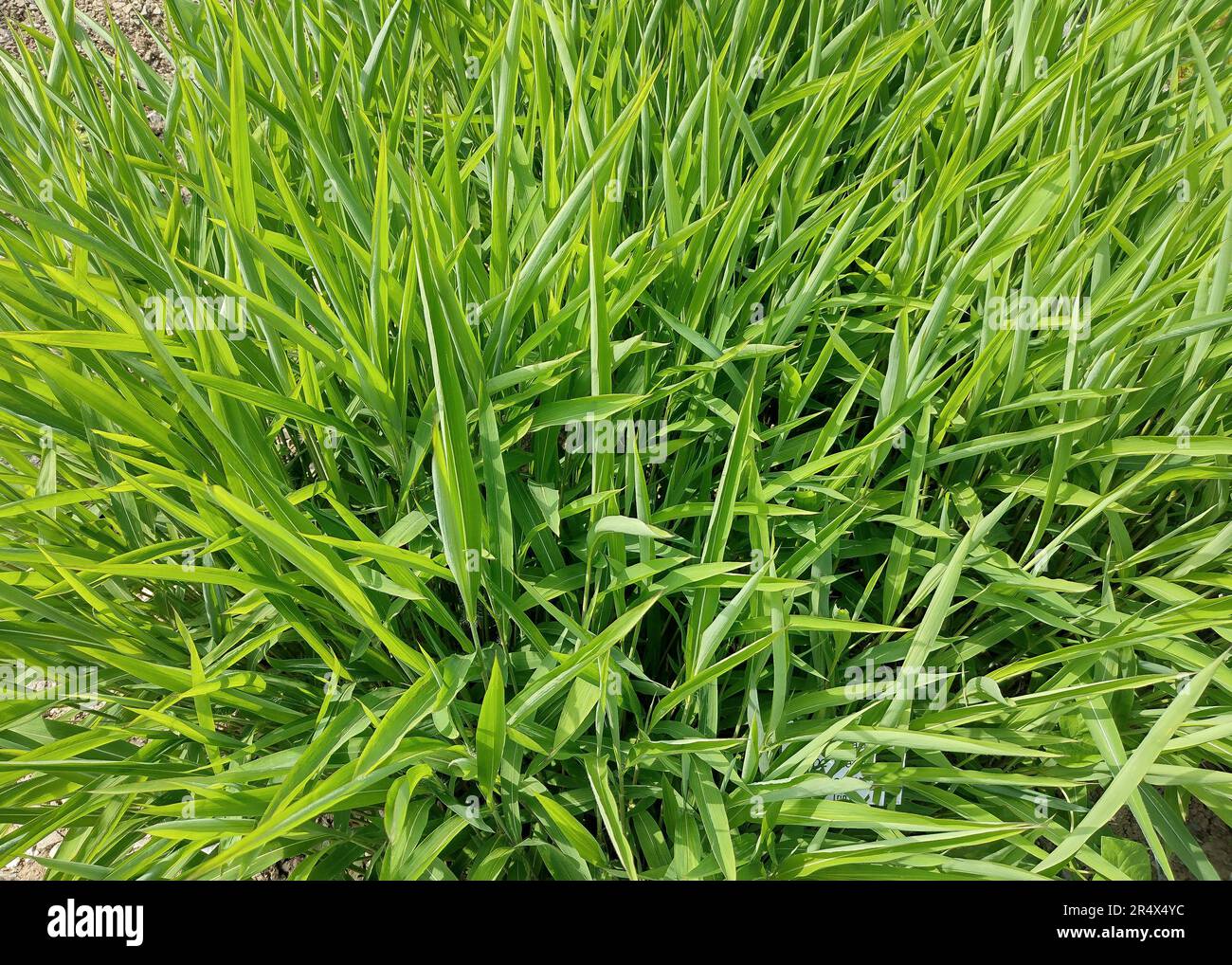 Green frost grass. Spodiopogon sibiricus Stock Photo