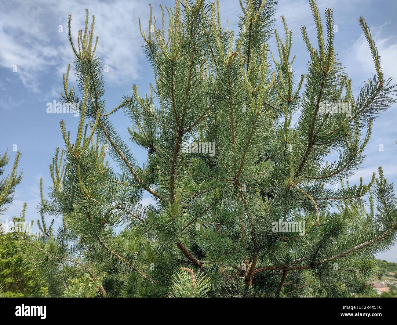 Pinus sylvestris forest hi-res stock photography and images - Alamy