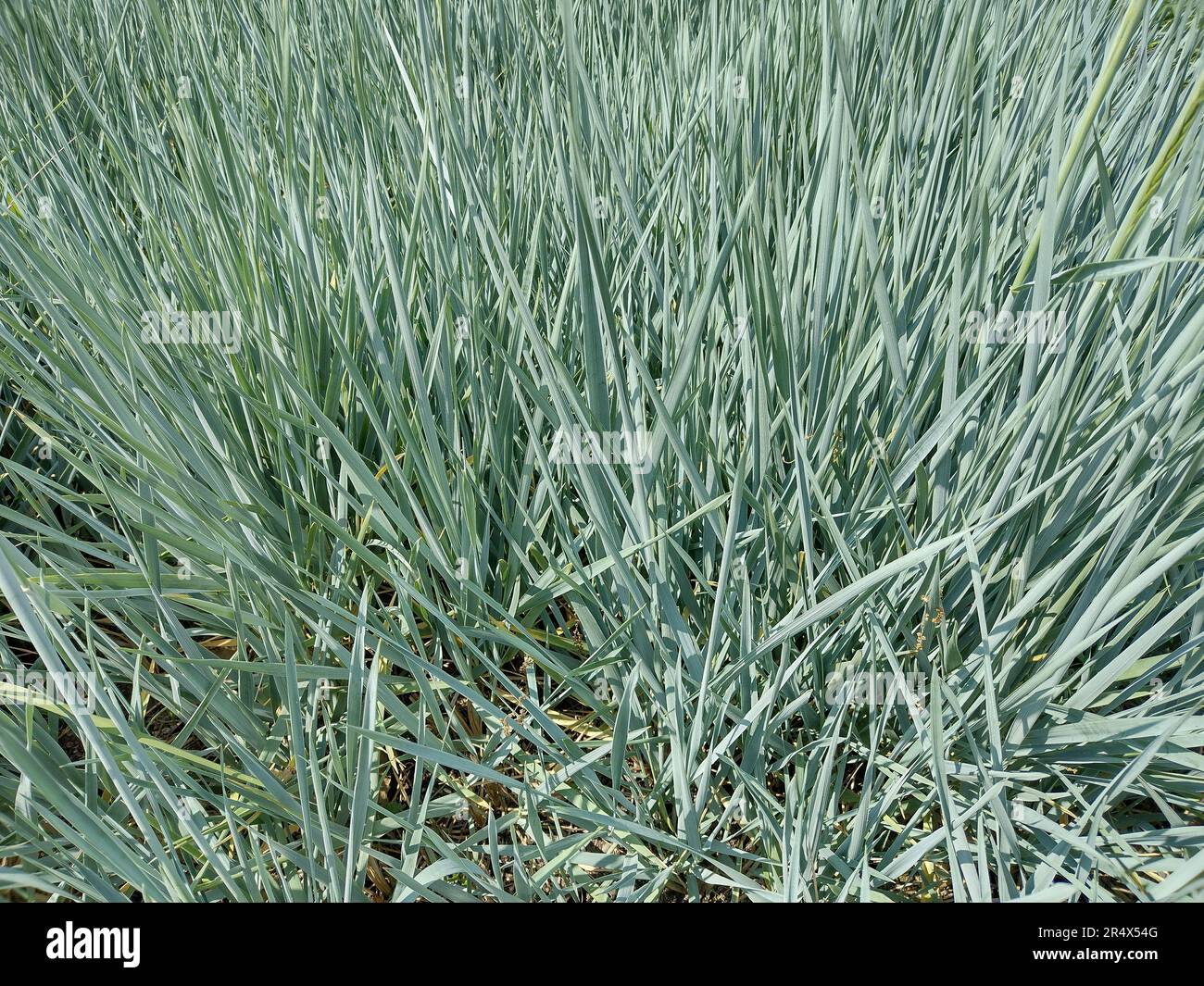 European dune grass. Leymus arenarius Stock Photo