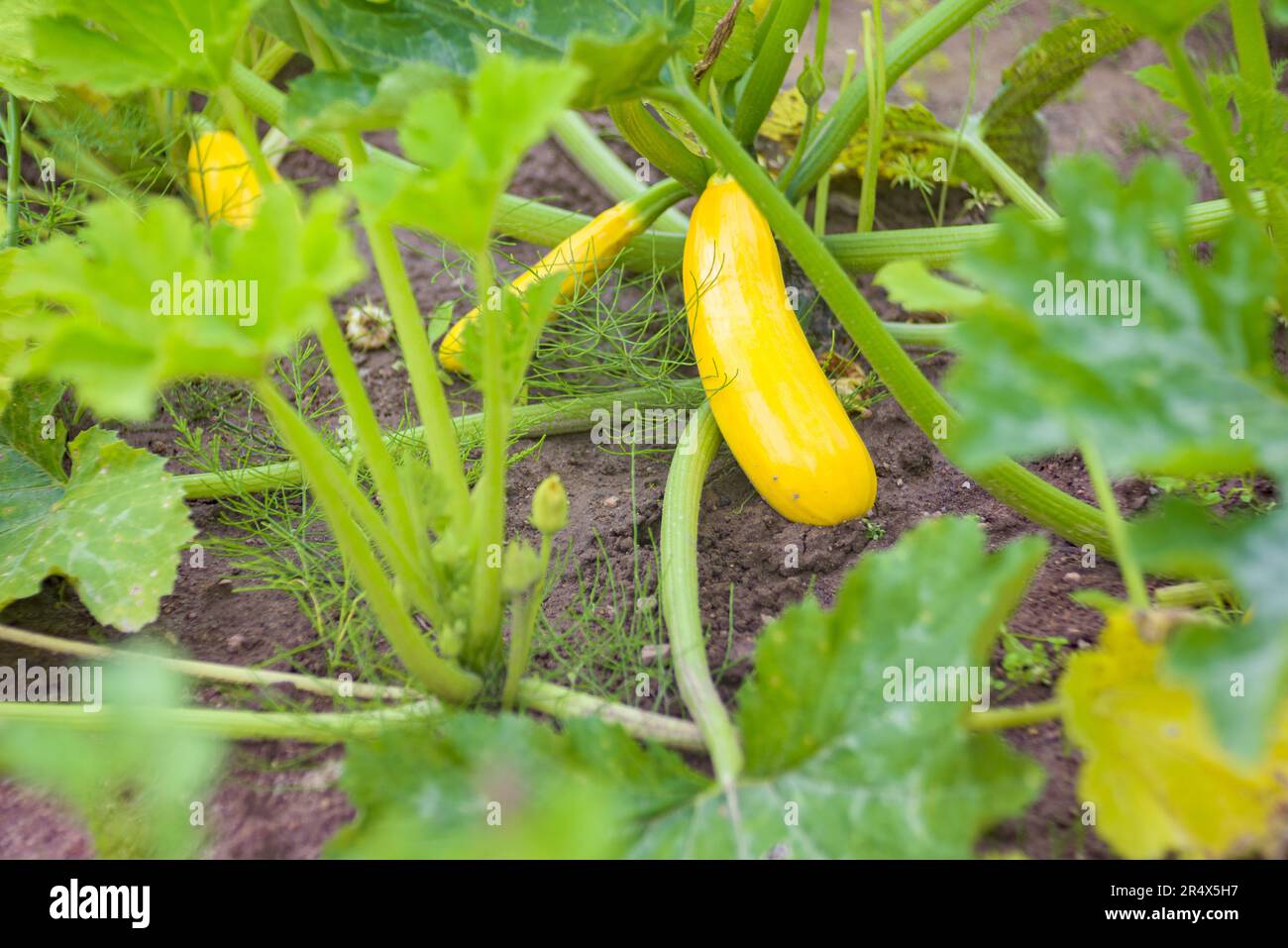 Yellow squash blooms in the bed. Home farming Stock Photo Alamy