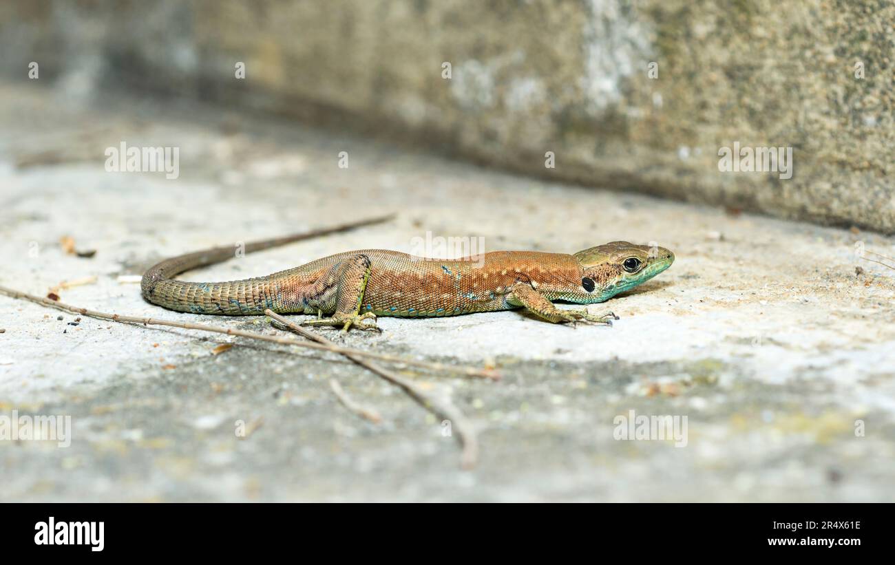 Lebanon lizard, Phoenicolacerta Laevis Stock Photo