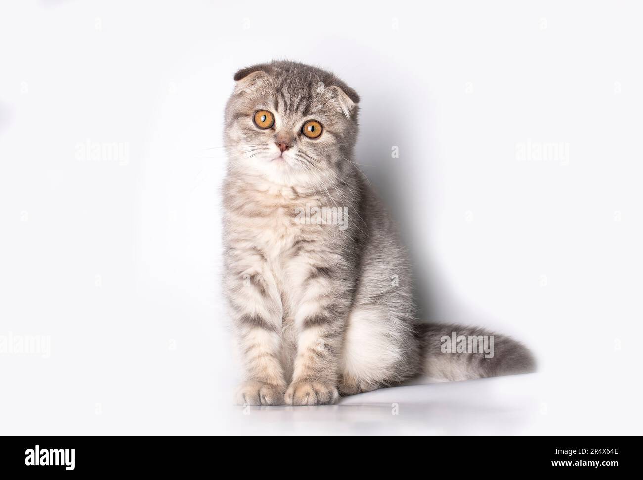 Scottish longhair kitten with white fluff. Stock Photo by esindeniz