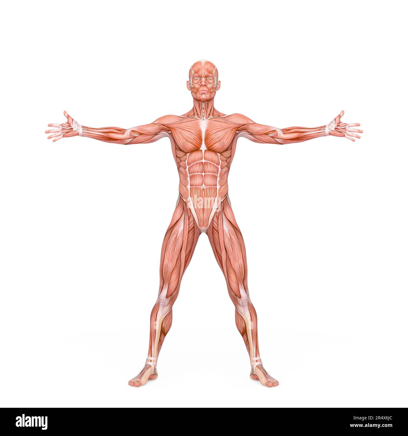 Average man muscle maps is with arms and legs open 3d illustration
