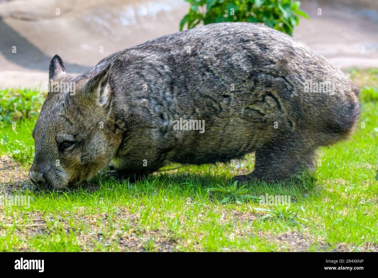 wombat, southern hairy-nosed wombat, lasiorhinus latifrons Stock Photo