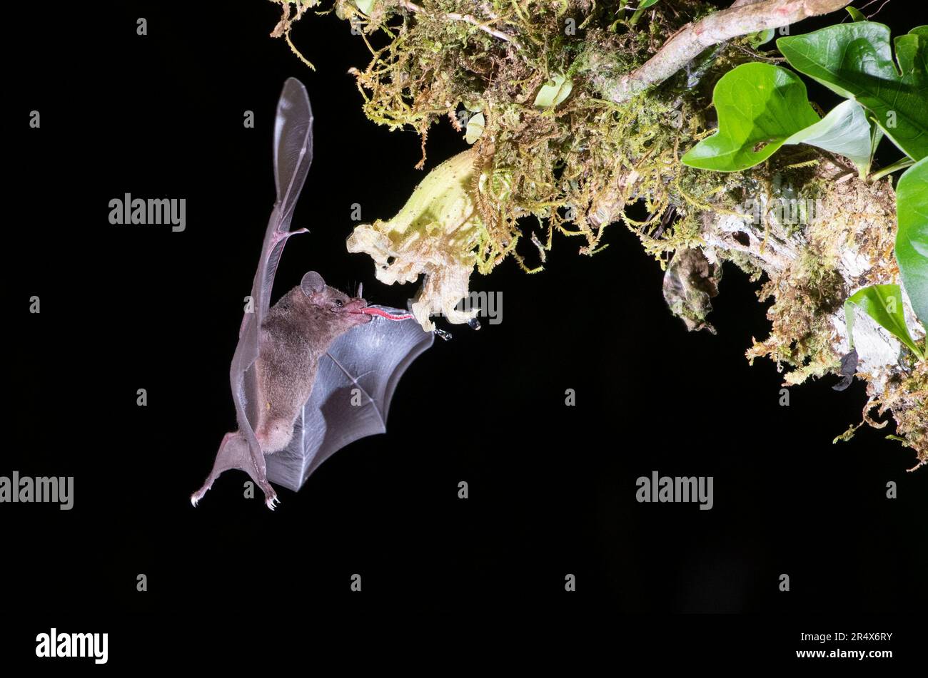 Pallas's long-tongued bat (Glossophaga soricina) feeding on nectar ...