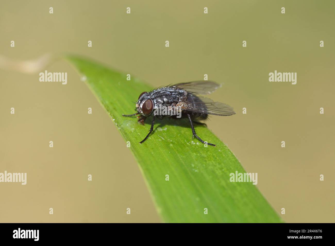Closeup female fly, Muscina prolapsa, family House flies, Muscidae. On a bamboo leaf. Spring, May, Netherlands Stock Photo