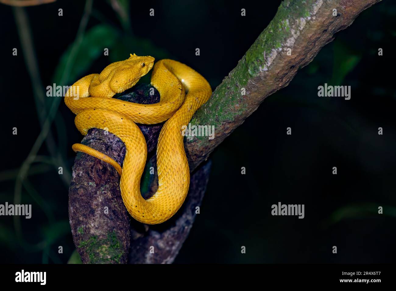 Eyelash Palm-Pitviper (Bothriechis schlegelii). Yellow color morph  from Laguna Lagarto, Costa Rica. (Staged photo). Stock Photo