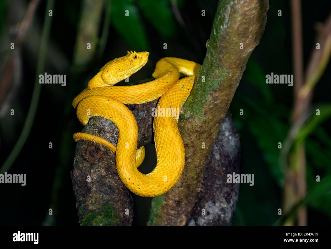 Eyelash Palm-Pitviper (Bothriechis schlegelii). Yellow color morph  from Laguna Lagarto, Costa Rica. (Staged photo). Stock Photo