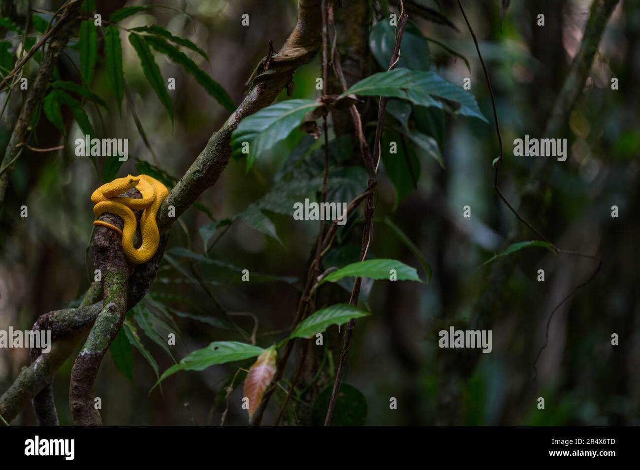 Eyelash Palm-Pitviper (Bothriechis schlegelii). Yellow color morph  from Laguna Lagarto, Costa Rica. (Staged photo). Stock Photo