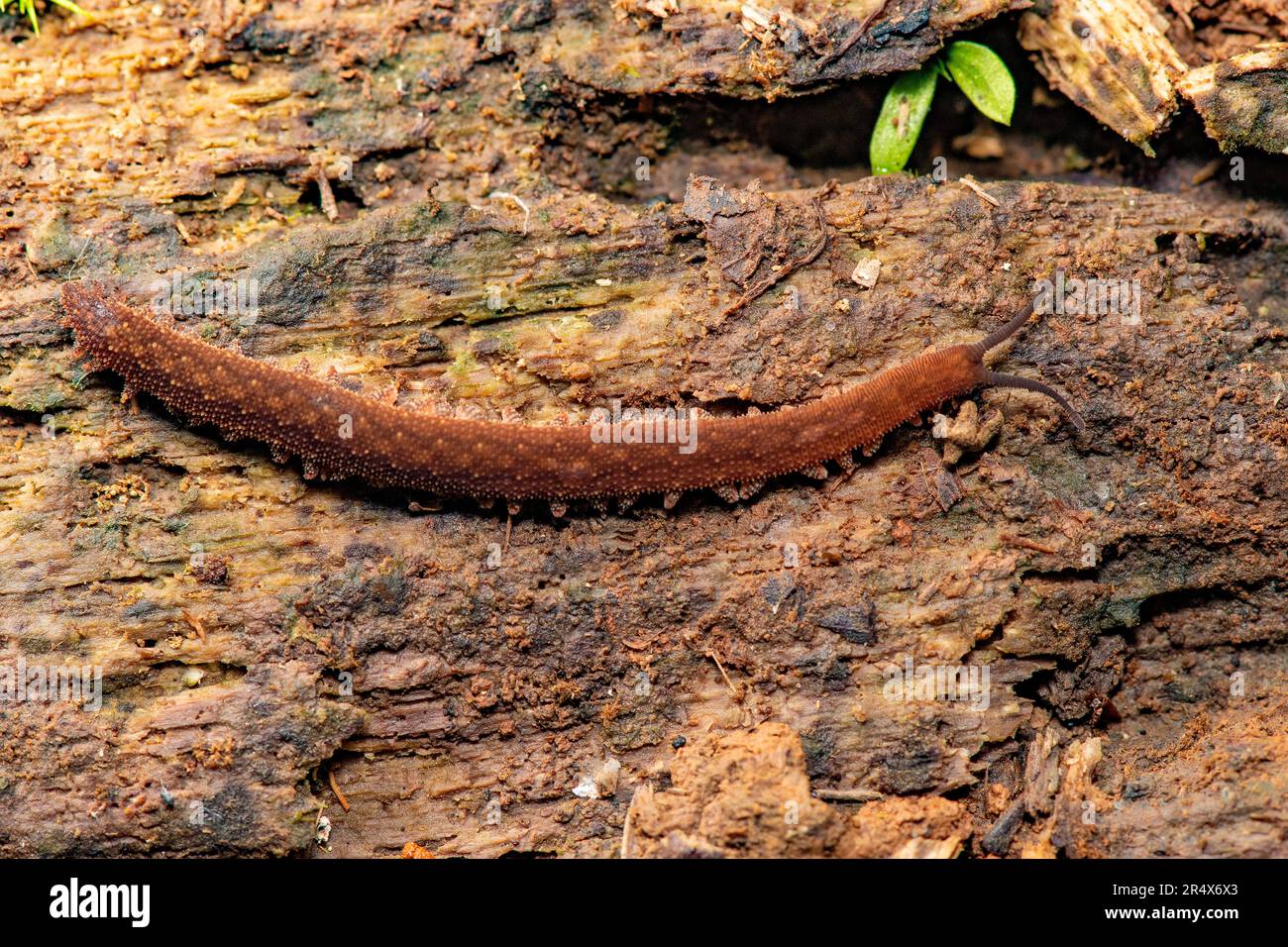 Velvet worm Epiperipatus sp. (Phylum Onycohophora, family Peripatidae) from Boca Tapada, Costa Rica, about 3 cm long. Stock Photo