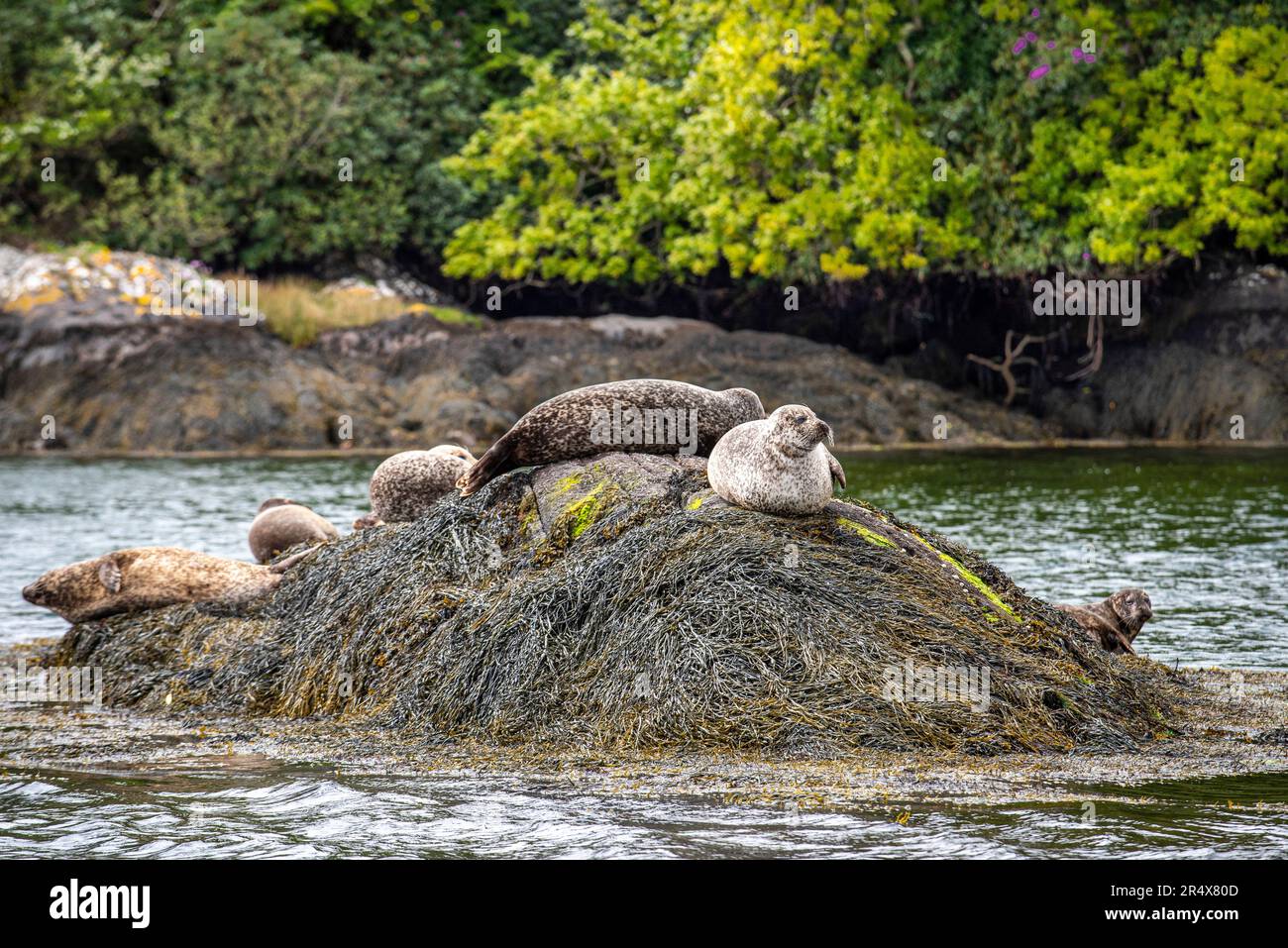 Group of Harbour Seals (Phoca vitulina) resting on seaweed covered the rocks on the shoreline of Garnish Island in Bantry Bay; West Cork, Ireland Stock Photo