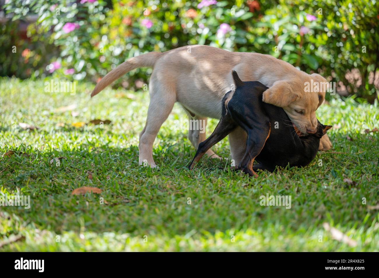 Two dogs chasing each other on green grass background Stock Photo