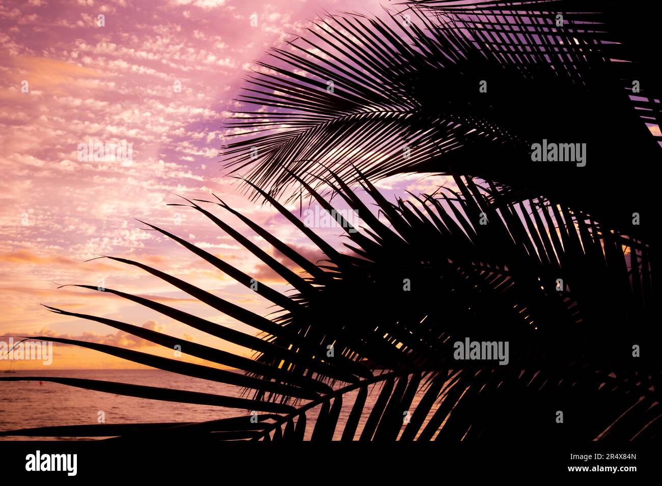 Close-up of silhouetted palm fronds against a purple sky and the golden glow of sunset over the Pacific Ocean Stock Photo