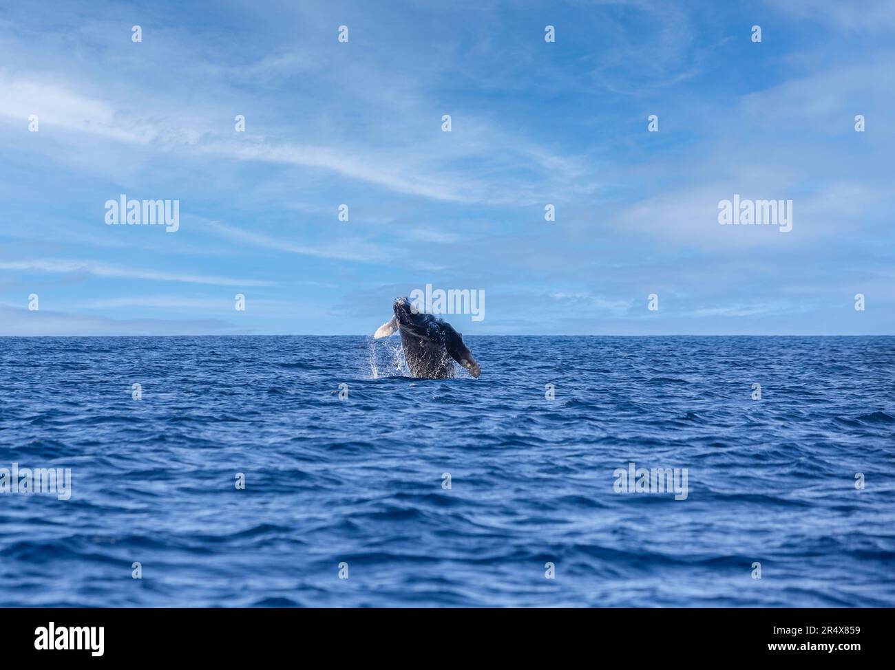 Baby Humpback Whale (Megaptera Novaeangliae) breaching out of the Pacific Ocean; Maui, Hawaii, United States of America Stock Photo