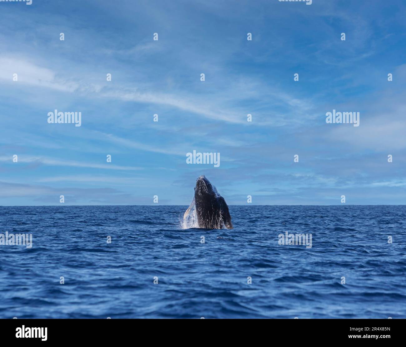 Baby Humpback Whale (Megaptera Novaeangliae) breaching out of the Pacific Ocean; Maui, Hawaii, United States of America Stock Photo