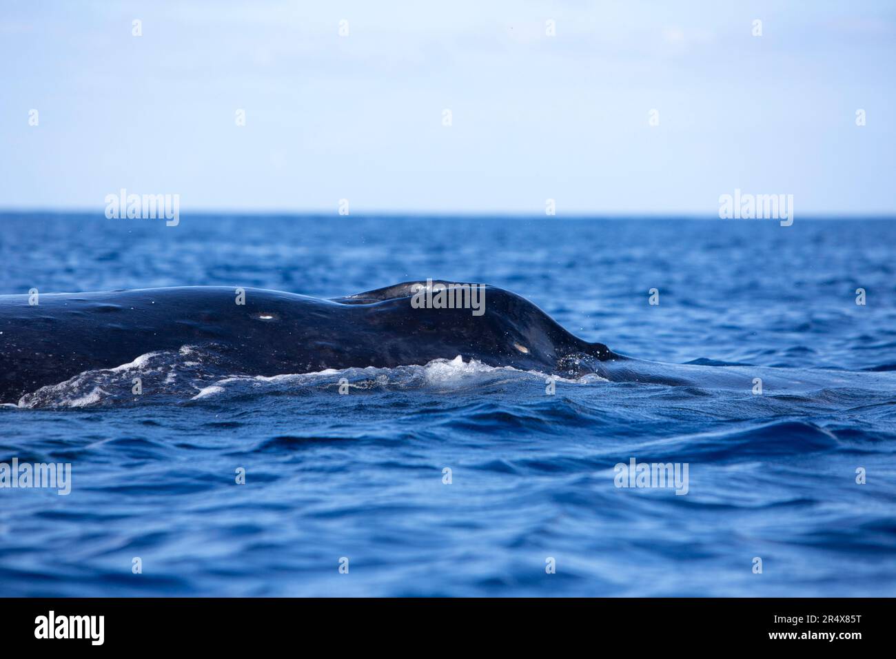 Humpback whale blow hole hi-res stock photography and images - Alamy