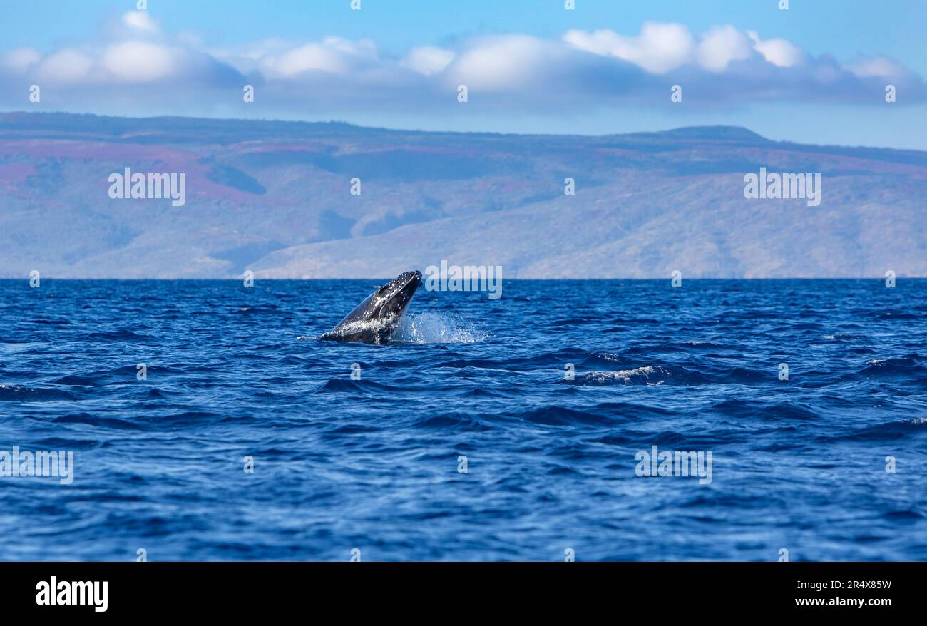 Baby Humpback Whale (Megaptera Novaeangliae) breaching out of the Pacific Ocean with the mountains along the shore of the Island of Maui in the bac... Stock Photo