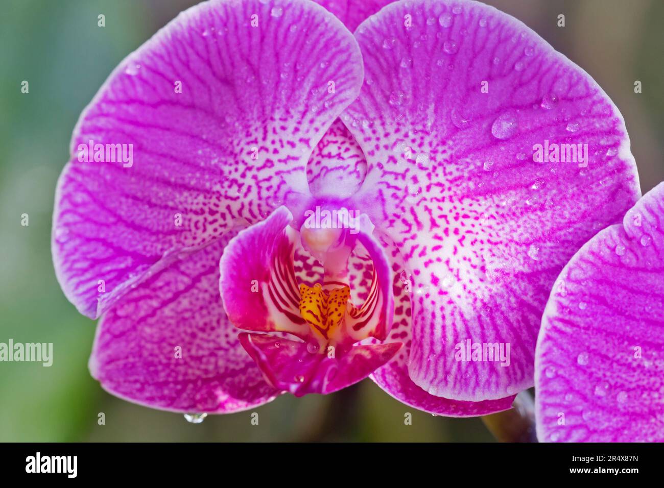 Close-up of speckled, purple Phalaenopsis orchid with water droplets; Maui, Hawaii, United States of America Stock Photo