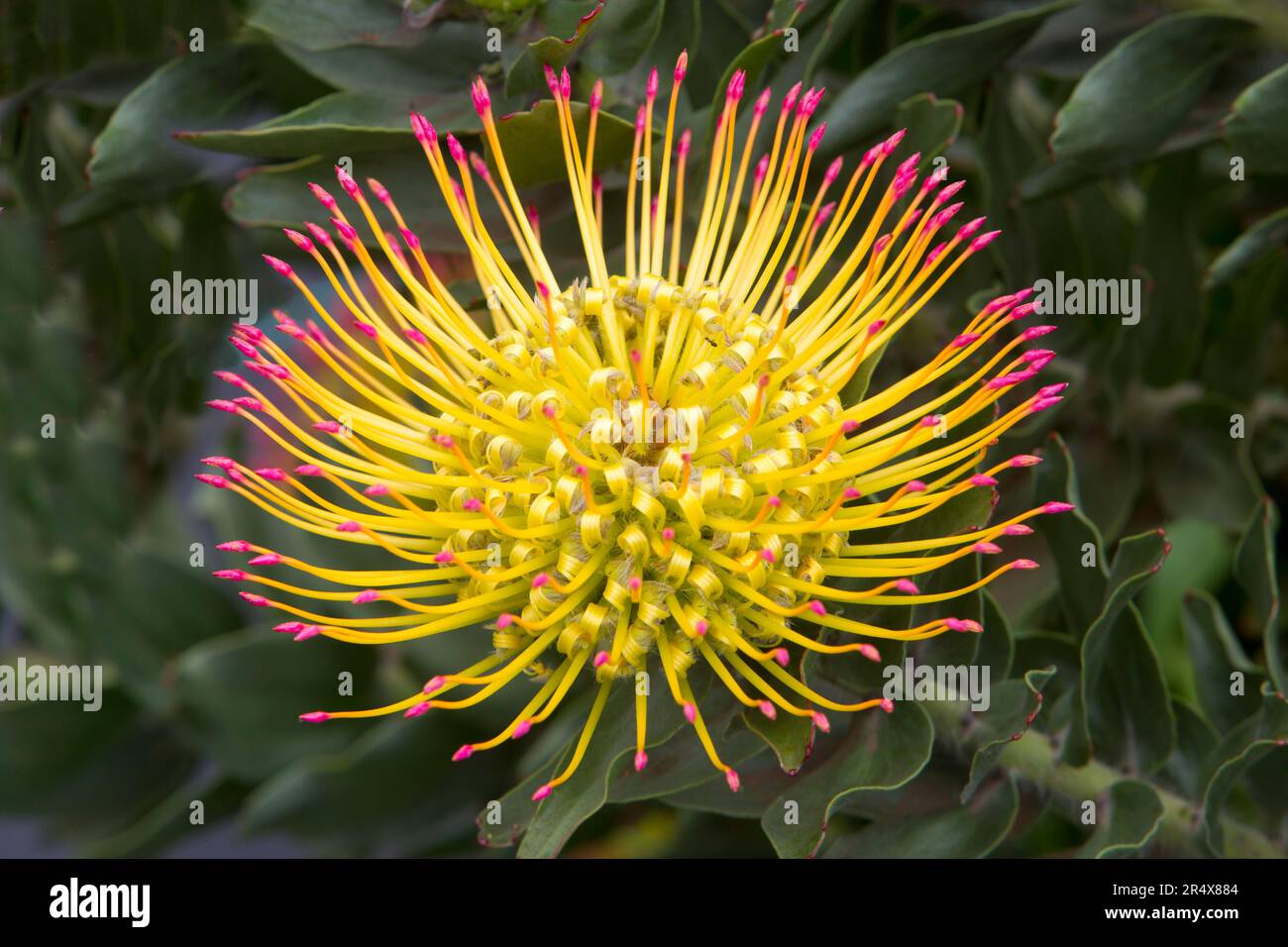 Close up of a yellow with pink tips, pin cushion protea (Leucospermum); Upcountry Maui, Maui, Hawaii, United States of America Stock Photo