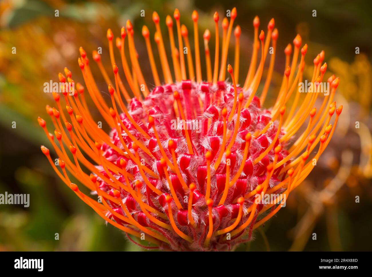 Close up of an orange and red pin cushion protea (Leucospermum); Upcountry Maui, Maui, Hawaii, United States of America Stock Photo