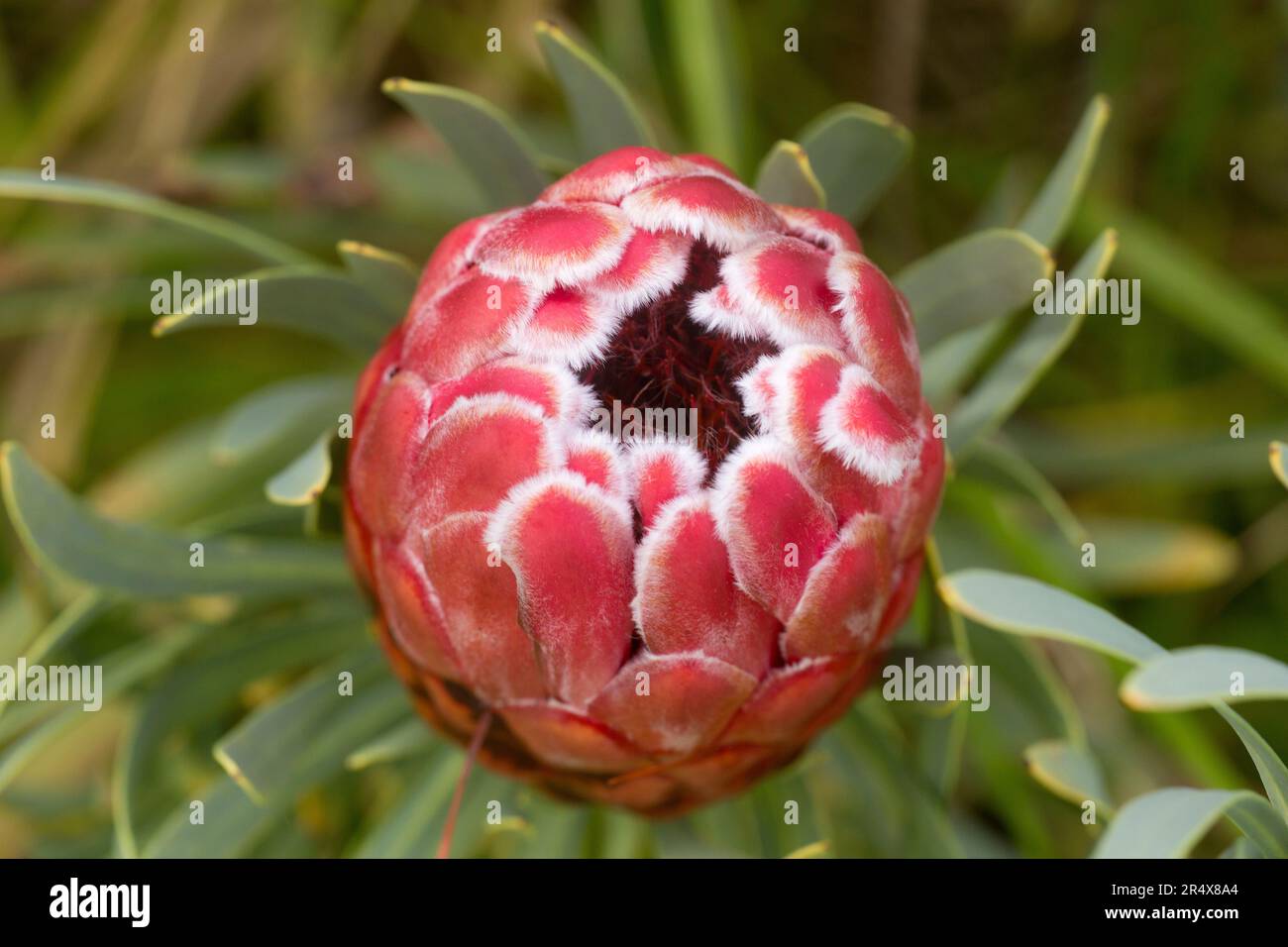 Close-up of a pink, Protea (Protea neriifolia); Maui, Hawaii, United States of America Stock Photo