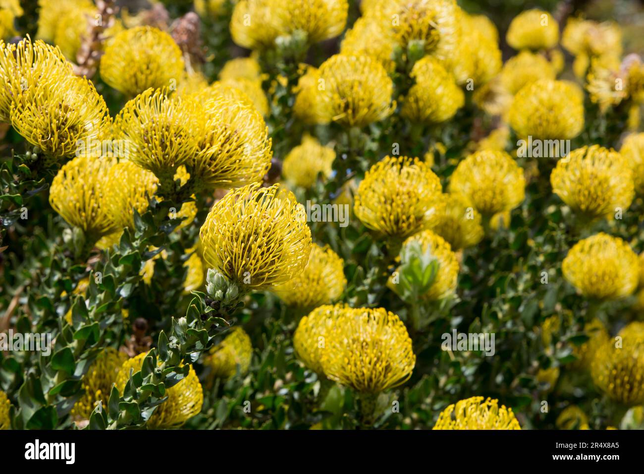 Close-up of yellow, Leucospermum, Proteaceae commonly known as Pincushion Proteas found in Upcountry Maui Stock Photo