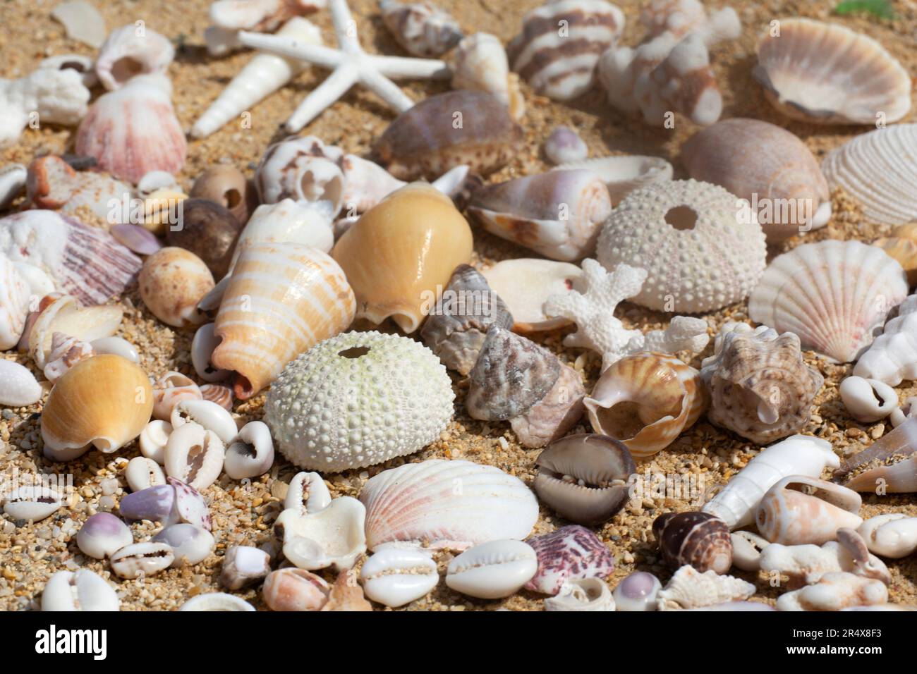 Collection of shells on the beach, Maui, Hawaii Stock Photo Alamy