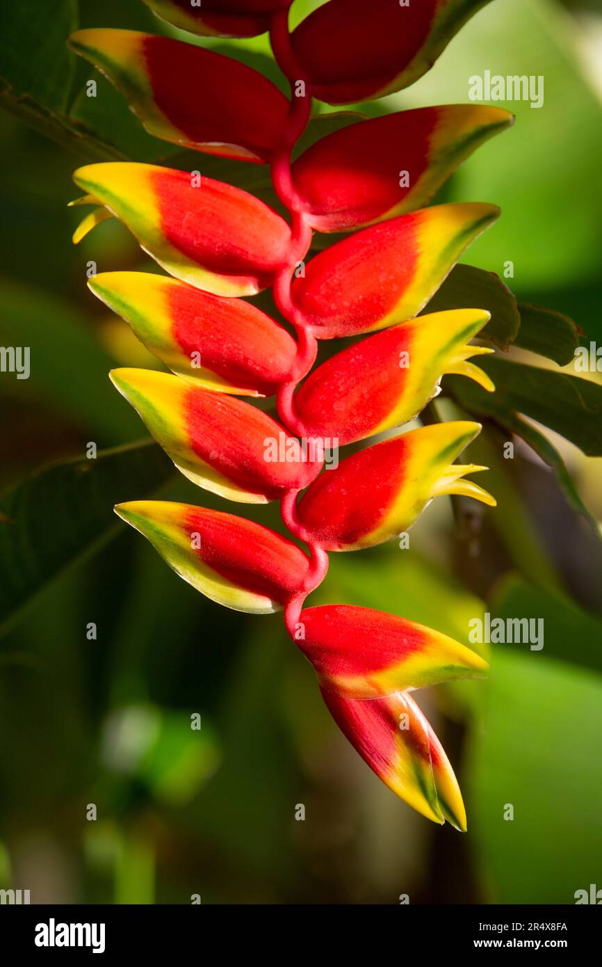 Close-up of Hanging Lobster Claw flower (Heliconia rostrata); Maui, Hawaii, United States of America Stock Photo