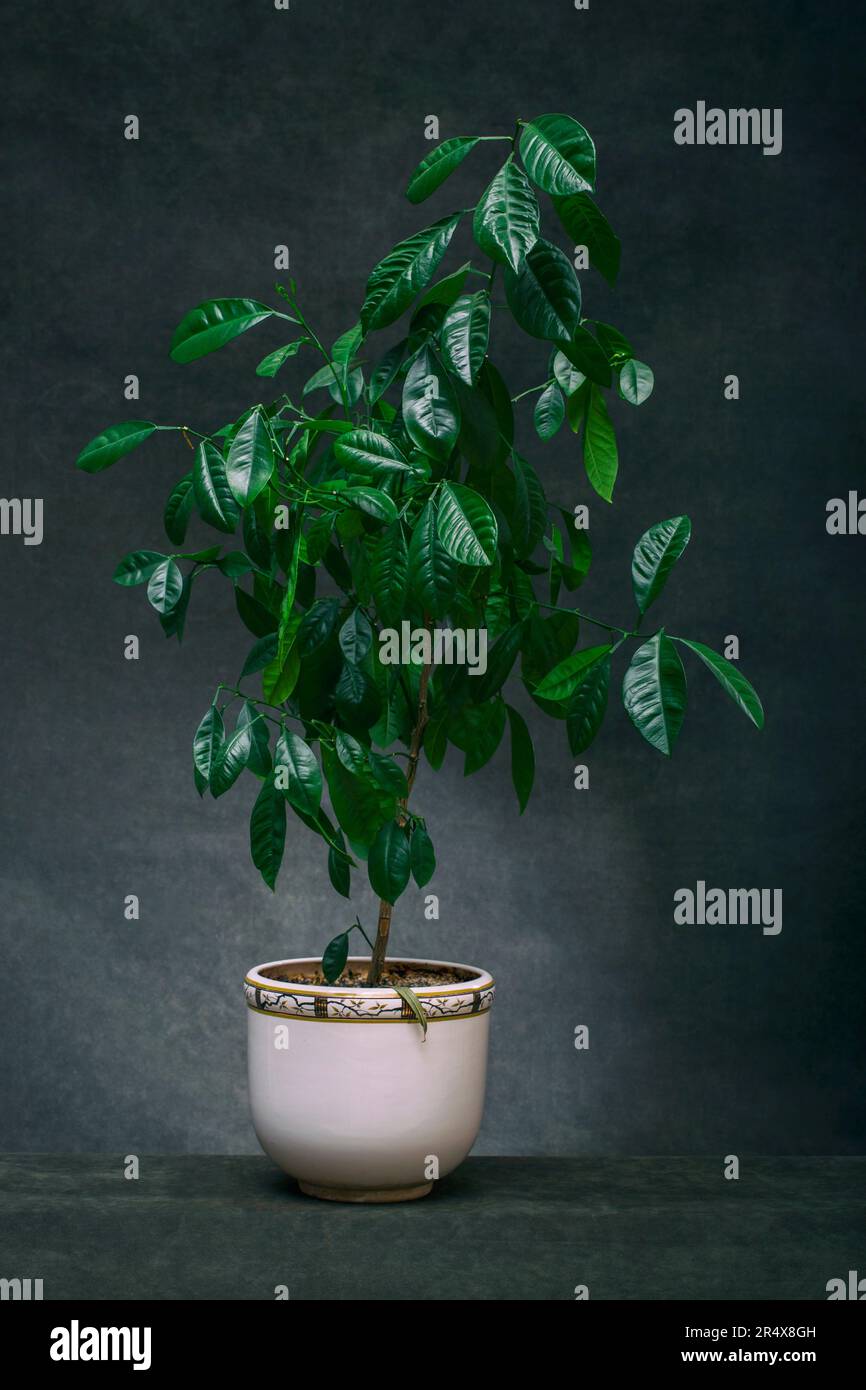 Calamondin bush fruitless in a white pot on a dark background Stock Photo