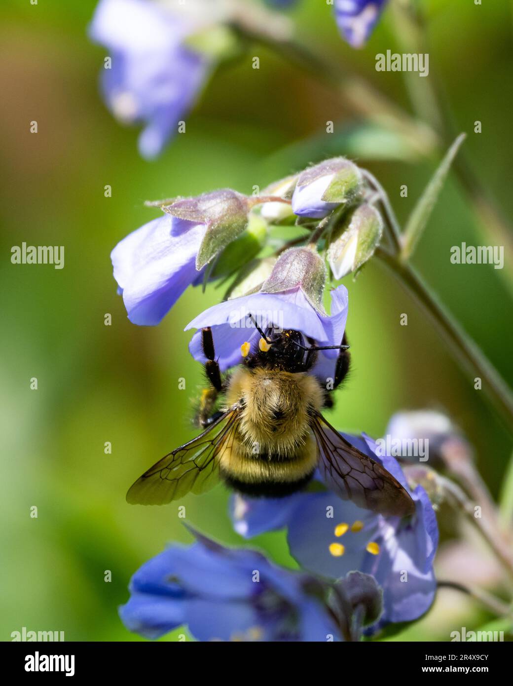 A half black bumblebee, Bombus vagans, pollinating a blue Jacob's Ladder flower, Polemonium reptans, a garden. Stock Photo