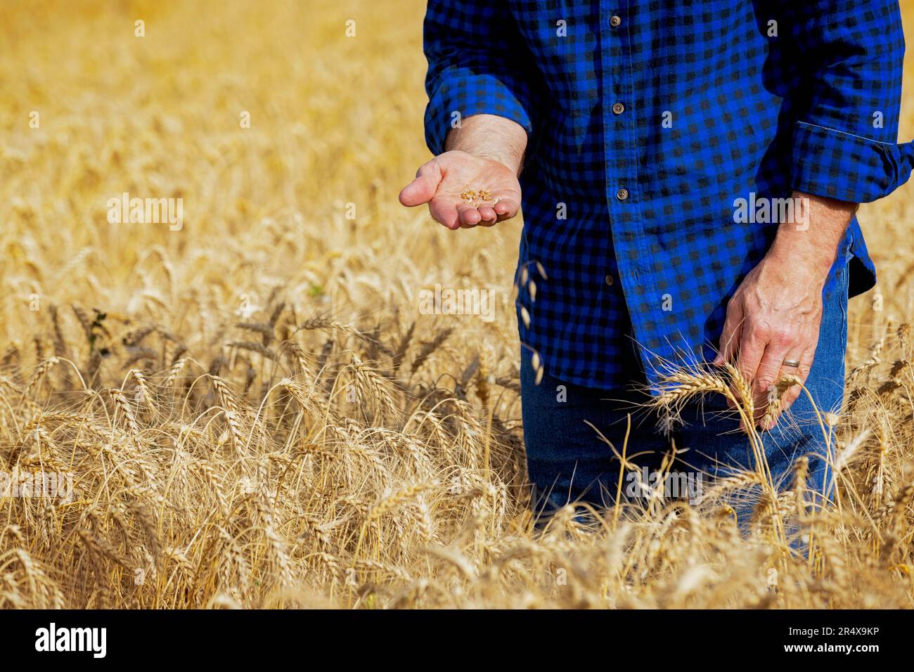 Farmer inspecting kernels of wheat while standing in a wheat field during harvest; Alcomdale, Alberta, Canada Stock Photo