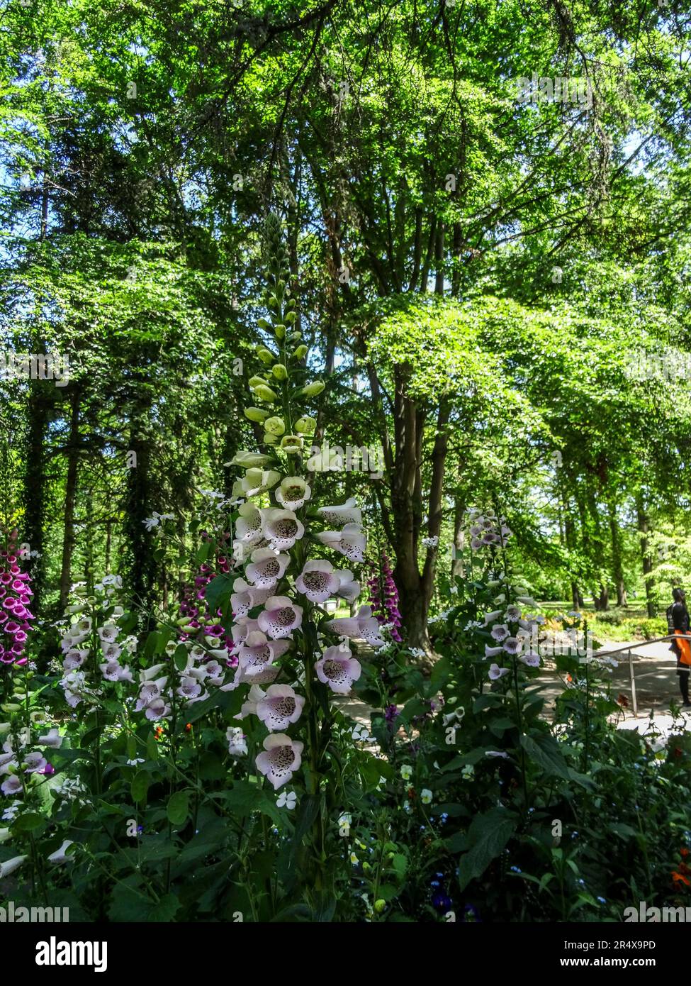 Joyful flowers in the public Parc floral de Paris on a gloriously sunny spring afternoon, Paris, France Stock Photo