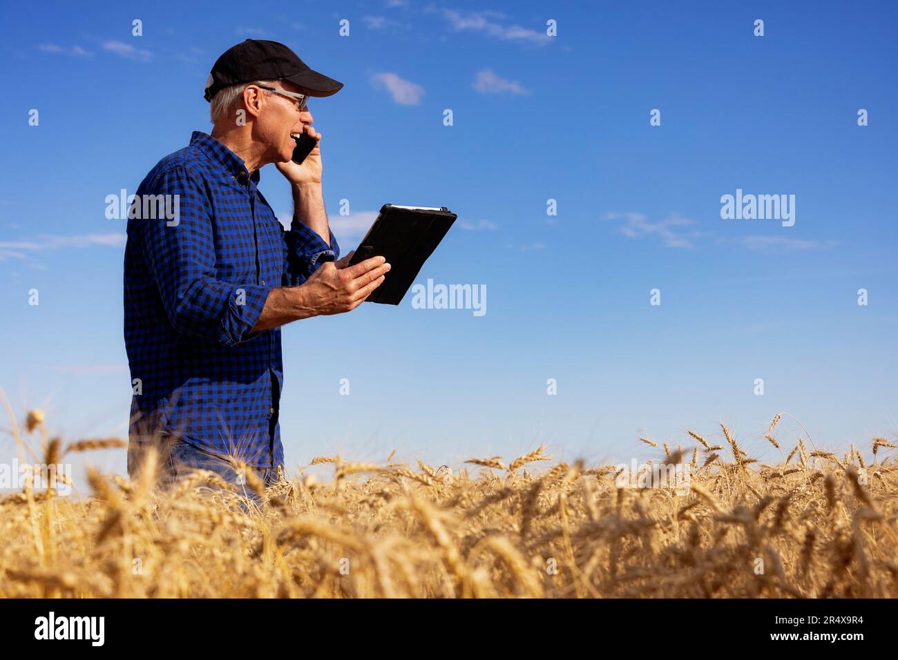Farmer using a tablet to manage his harvest and talking on his cell phone while standing in a fully ripened grain field; Alcomdale, Alberta, Canada Stock Photo