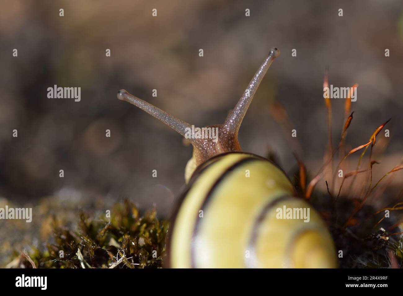 macro shot of a snail with a shell from behind Stock Photo