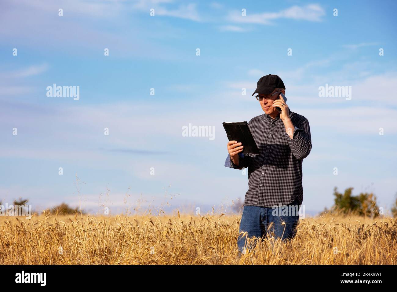 Farmer using a tablet to manage his harvest and talking on his cell phone while standing iin a fully ripened grain field; Alcomdale, Alberta, Canada Stock Photo