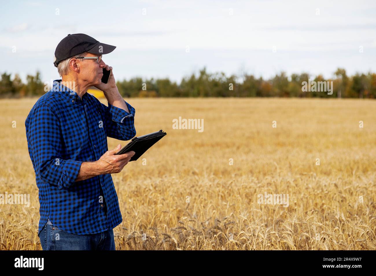 Farmer using a tablet to manage his harvest and talking on his cell phone while standing in a wheat field; Alcomdale, Alberta, Canada Stock Photo